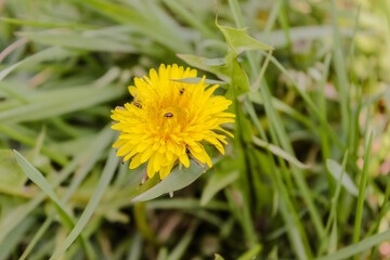 Yellow sow-thistle flower in a green grass meadow, yellow dandelion on green background, perfect for background, texture, macro photopraphy