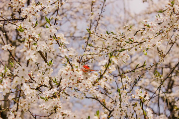black and red butterfly on white flower