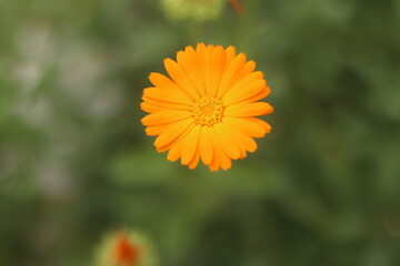 An orange flower.