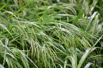 Fototapeta na wymiar raindrops on the grass on a cloudy day