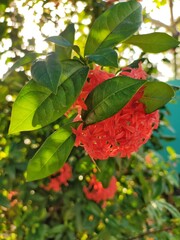 red and green leaves