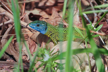 The Iberian emerald lizard is an oviparous reptile