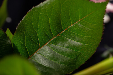 Green rose leaf, texture, dark green foliage nature, Roses Leaves, Roses Leaf. Decorative Pattern close up