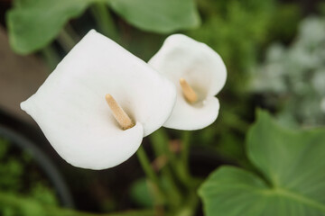 Fototapeta na wymiar Flower - White calla close-up. Greenhouse with a large variety of green plants. The concept of planting crops in spring.