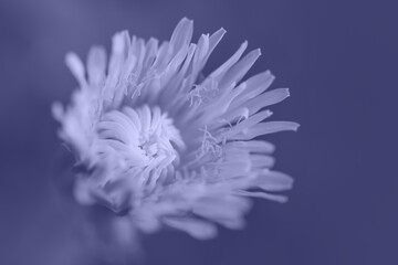 violet flower on violet background. Copy space. Pantone color of 2022 very peri