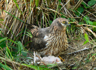 Female Motagu's harrier near the nest with chicks