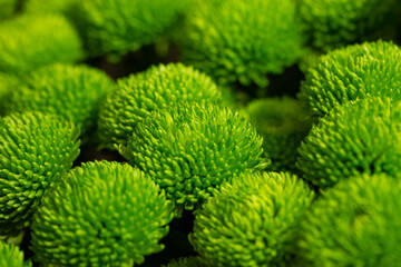 Green chrysanthemums on a blurry background close-up. Beautiful bright chrysanthemums bloom in autumn in the garden.