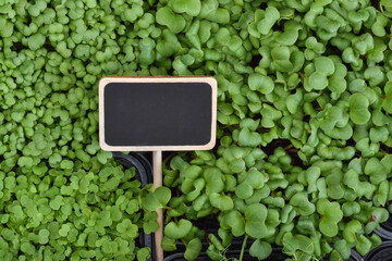 A close-up of the leaves of arugula microgreens with a black mark for writing with chalk.