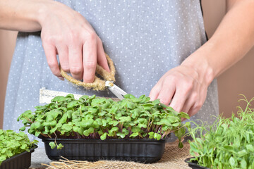Close-up of female hands with scissors cut off micro-green peas. Home garden on the windowsill.
