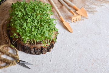 Background with micro-green arugula on a wooden podium on a gray background.