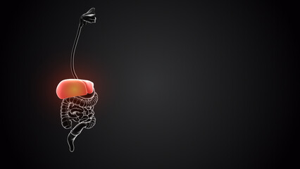 Fototapeta na wymiar Liver with internal organs loopable 