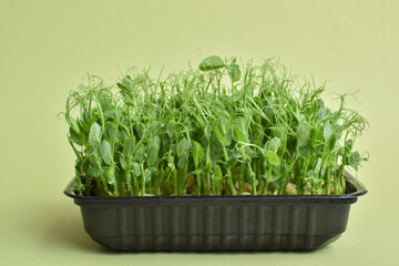 Peas in a plastic container on a green background. Cultivation of micro green plants. Healthy food....