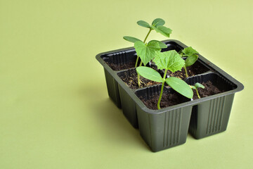 Seedlings of cucumbers on a green background