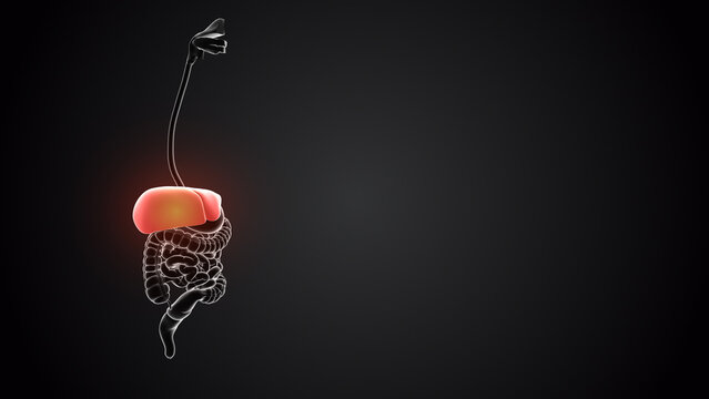Liver with internal organs loopable	
