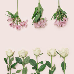 Three pink lilies that come from top and five white roses from botton on a pink background with a creative writing space. Top view.