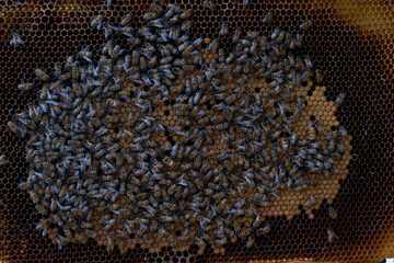 Il lavoro dell'apicoltore