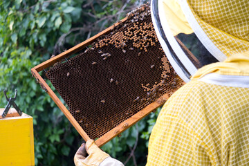 Il lavoro dell'apicoltore