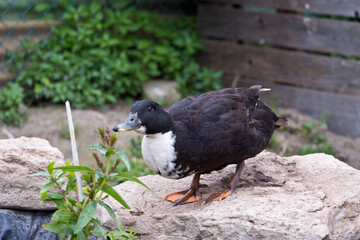 anatra che beve da uno stagno