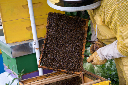 Il lavoro dell'apicoltore