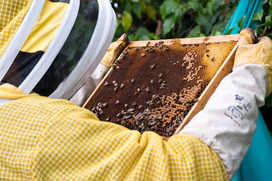 Il lavoro dell'apicoltore