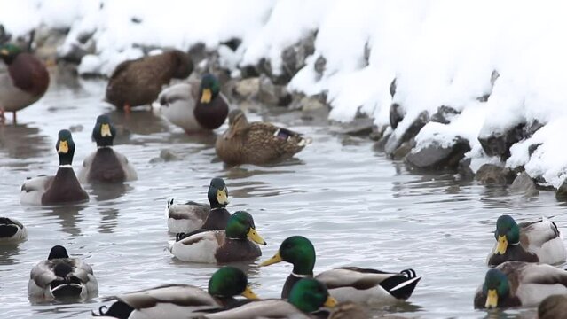 canard colvert sur un &eacute;tang en hiver	