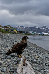 eagle on the beach