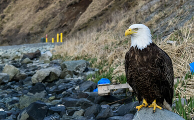 american bald eagle