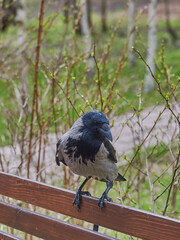 An ordinary crow sits on a bench in a public park.