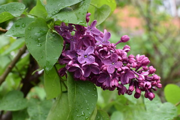 lilac flowers with raindrops on a cloudy day