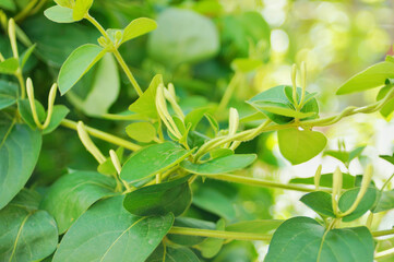 Spring household climbing vine green plant honeysuckle white bud vitality