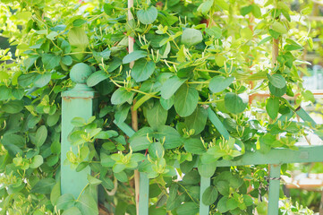 Spring household climbing vine green plant honeysuckle white bud vitality