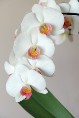 Three white orchid flowers on a pink background.