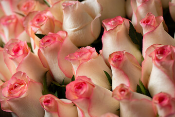 Bouquet Of Beautiful pink Roses. Trend color classic pink . Valentine's Day. Selective Focus. Roses wallpaper. Background.