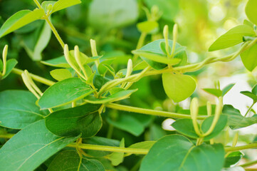 Spring household climbing vine green plant honeysuckle white bud vitality