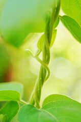 Spring household climbing vine green plant honeysuckle white bud vitality
