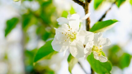 The apple blossoms in the outdoor apple orchard are in full bloom in spring, White petals Cu green apple leaves