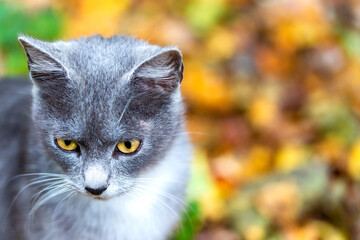 View of a young gray cat of the British breed with yellow eyes.
