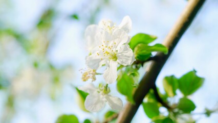 The apple blossoms in the outdoor apple orchard are in full bloom in spring, White petals Cu green apple leaves