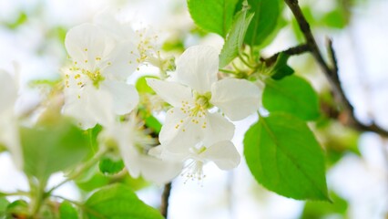 The apple blossoms in the outdoor apple orchard are in full bloom in spring, White petals Cu green apple leaves