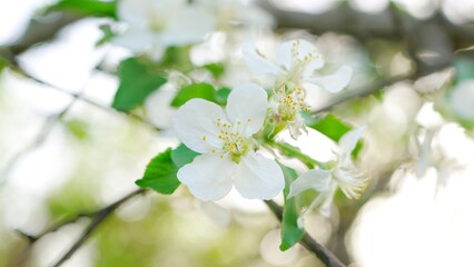 The apple blossoms in the outdoor apple orchard are in full bloom in spring, The petals of apple flowers fall off, and the stamens have been transmitted by pollen