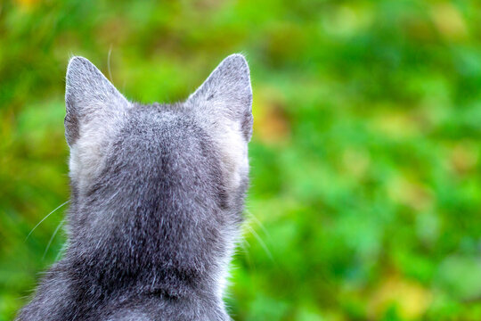 The back of a gray cat's head on a green background. A young gray cat looks away from the photo.