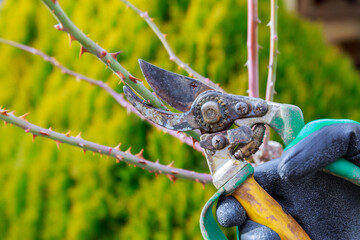 Pruning stem roses with garden shears. Formation of a rose bush by a gardener in green gloves.