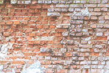 The background is formed by a partially destroyed brick wall.