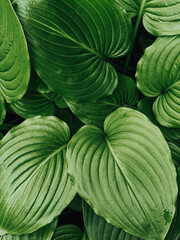 fresh green leaves macro, beautiful natural background