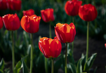 Red and yellow tulips flower natural garden and amazing sun-ray with dramatic colours background High-quality images Japanese garden. Spring season 