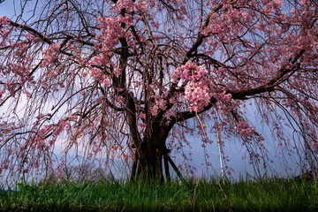 Wonderful spring season, nature background Photography cherry blossom park in Japan Shijaku  Japanese Sakura Season