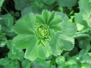 green poppy flower