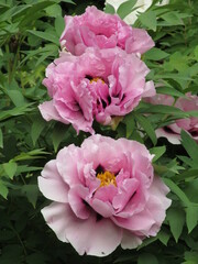 pink roses in garden