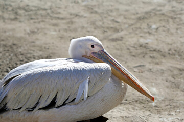 Great white pelican sits on the sandy shore.
