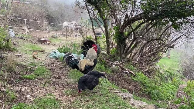 Coq et poules dans un jardin sous la neige, Occitanie